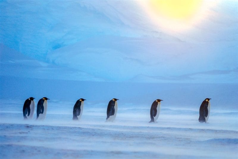 Картинки Антарктида (70 фото) #58