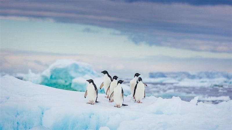 Картинки Антарктида (70 фото) #64