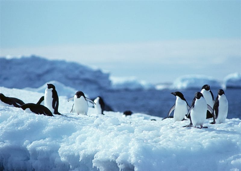 Картинки Антарктида (70 фото) #52