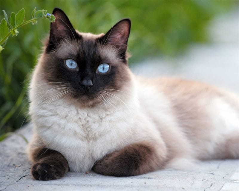 Картинки сиамские коты (100 фото) #1