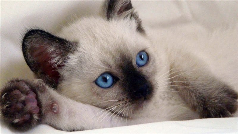 Картинки сиамские коты (100 фото) #23
