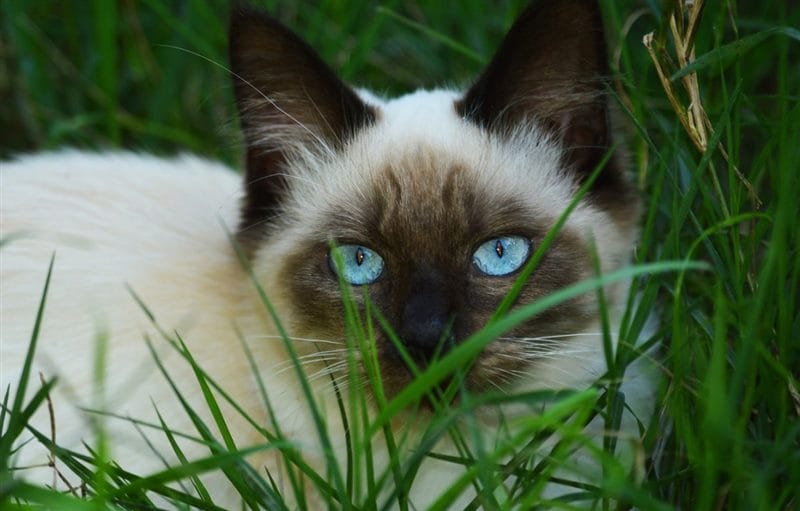 Картинки сиамские коты (100 фото) #25