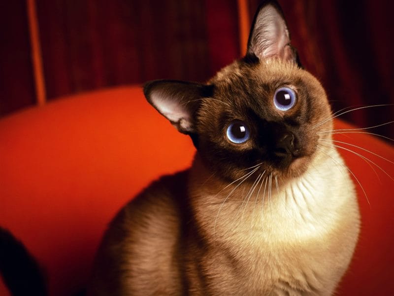 Картинки сиамские коты (100 фото) #40