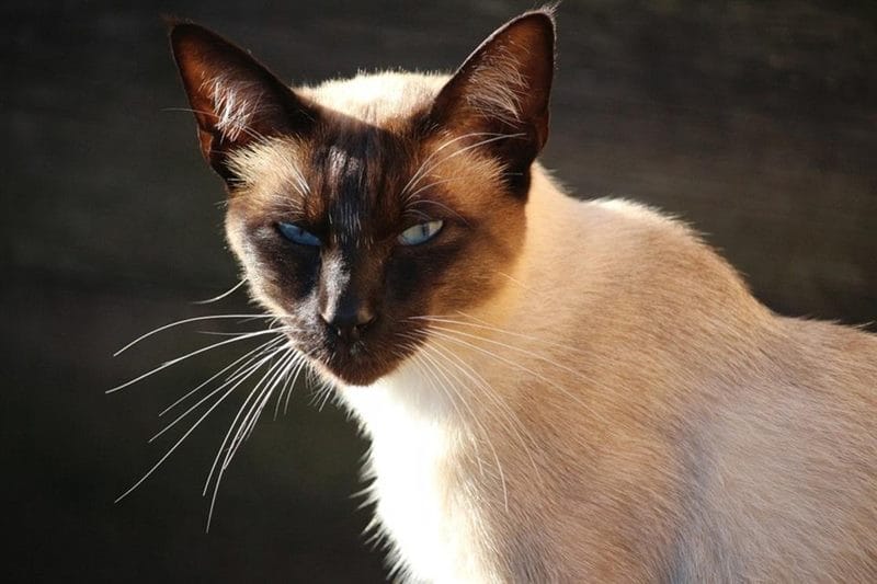 Картинки сиамские коты (100 фото) #41