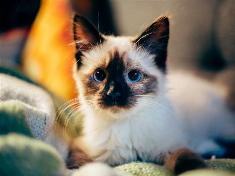 Картинки сиамские коты (100 фото) #38