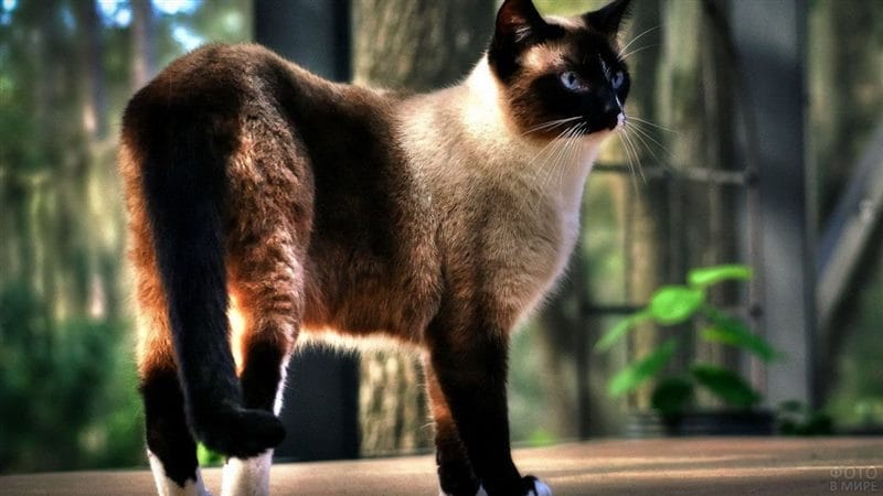Картинки сиамские коты (100 фото) #19