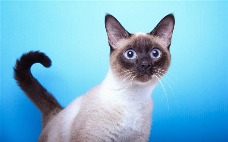 Картинки сиамские коты (100 фото) #61
