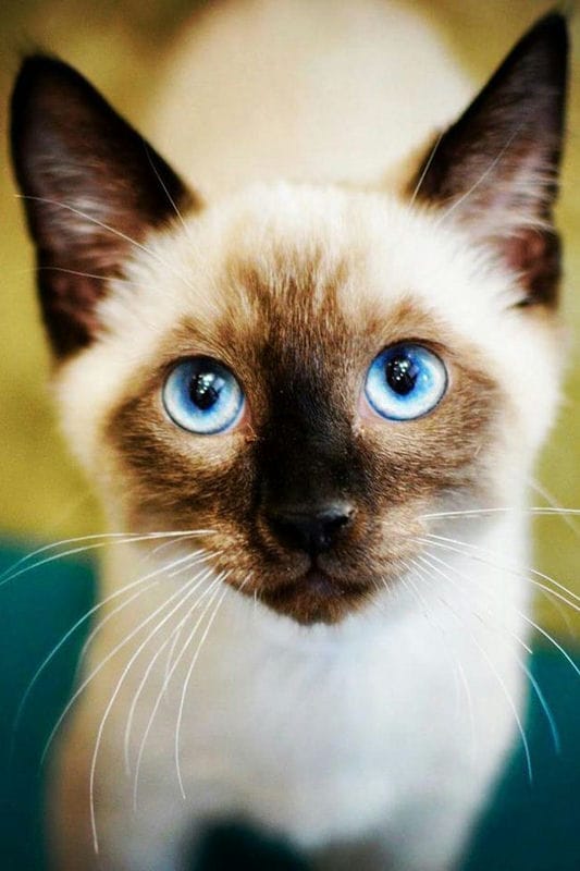 Картинки сиамские коты (100 фото) #55