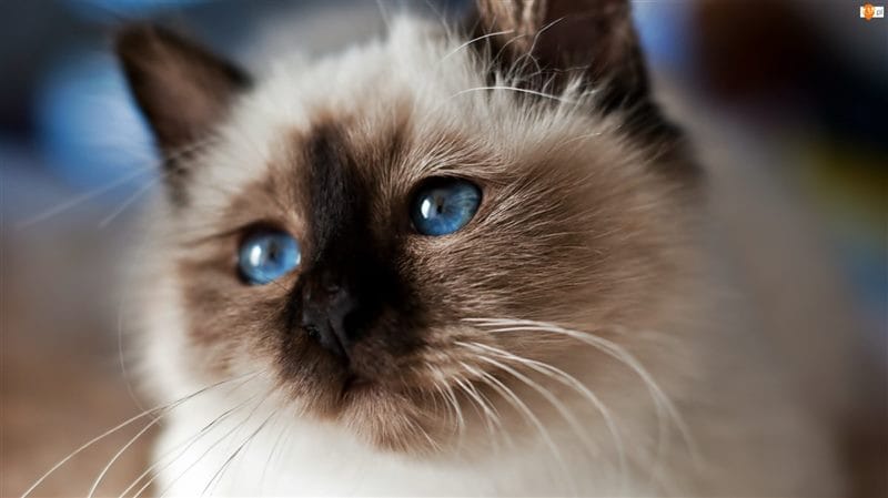 Картинки сиамские коты (100 фото) #80