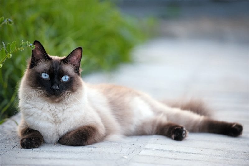 Картинки сиамские коты (100 фото) #59