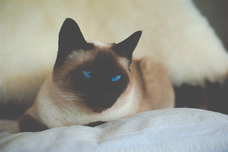 Картинки сиамские коты (100 фото) #97