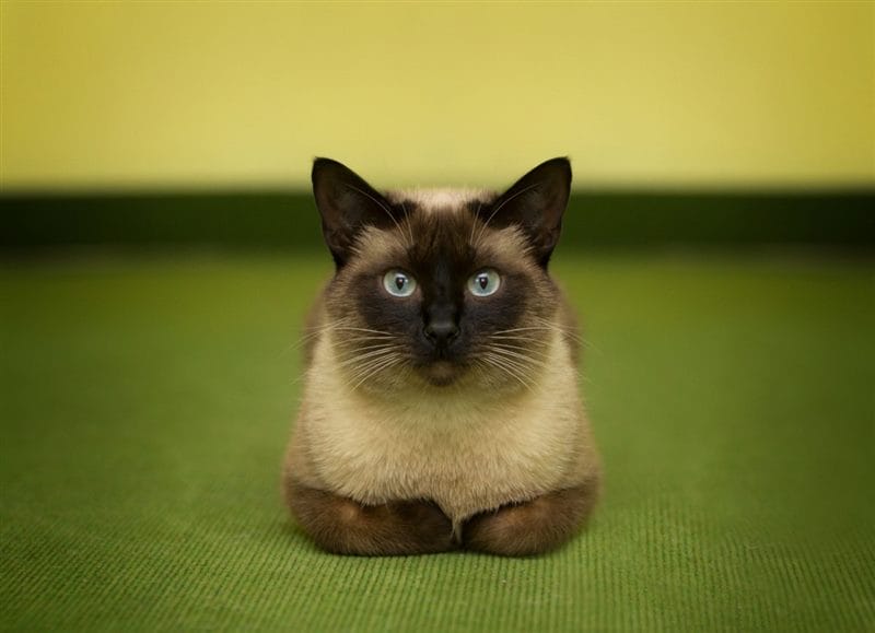 Картинки сиамские коты (100 фото) #66