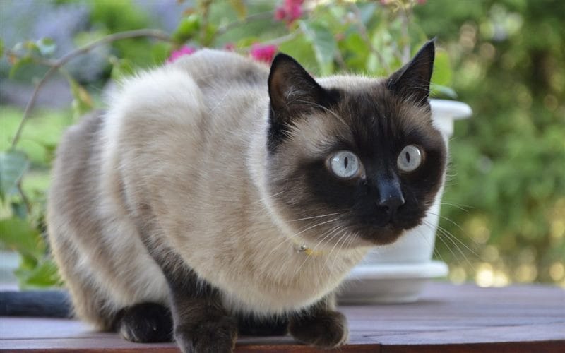 Картинки сиамские коты (100 фото) #39