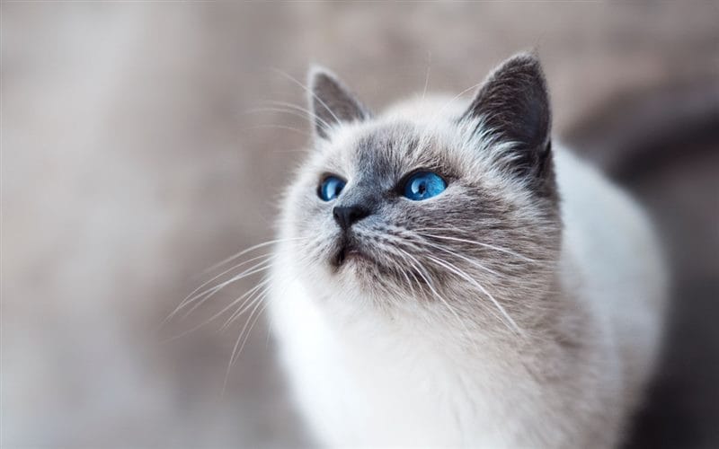Картинки сиамские коты (100 фото) #78