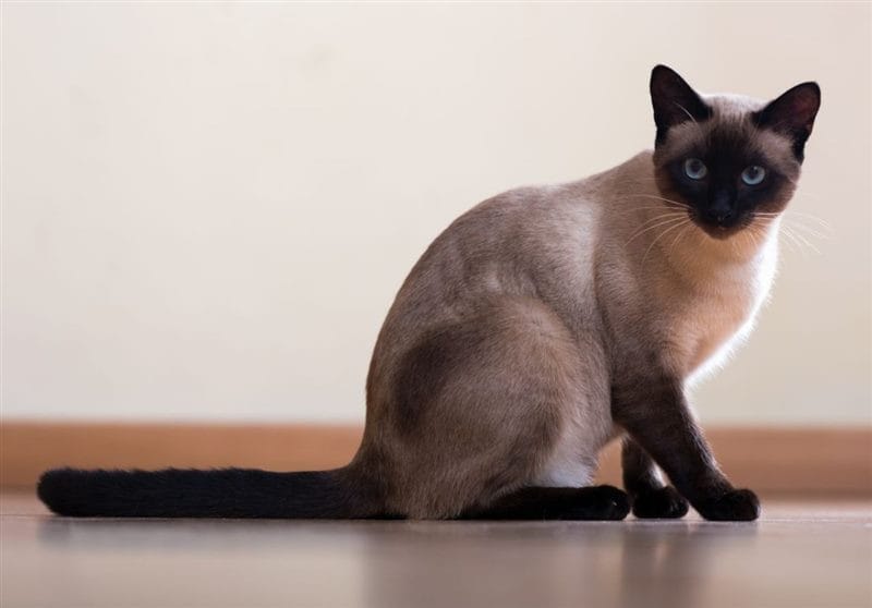 Картинки сиамские коты (100 фото) #100