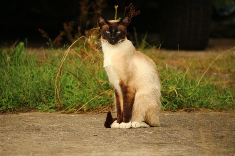 Картинки сиамские коты (100 фото) #17