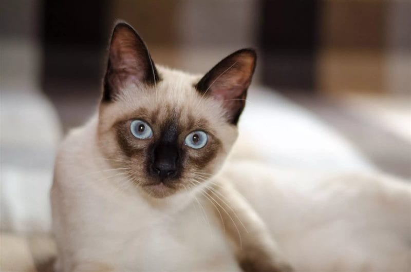 Картинки сиамские коты (100 фото) #98