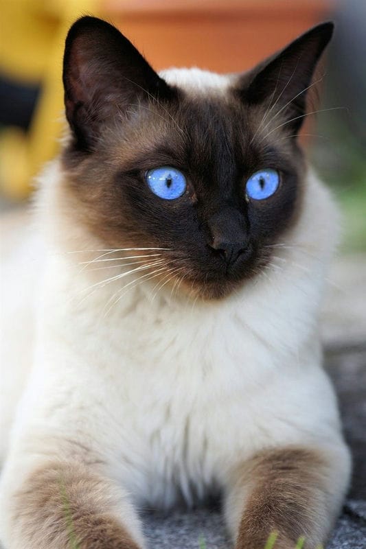 Картинки сиамские коты (100 фото) #3