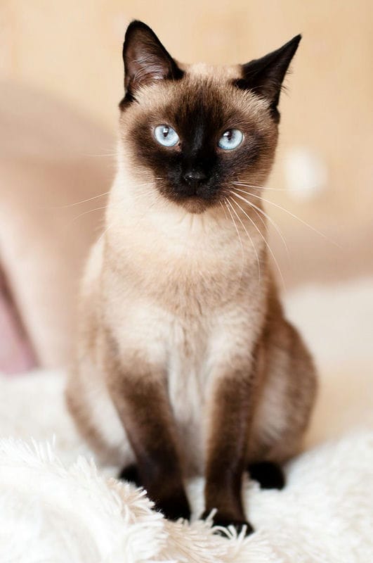 Картинки сиамские коты (100 фото) #82