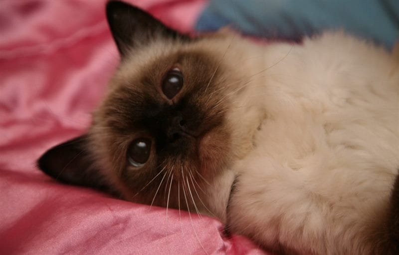 Картинки сиамские коты (100 фото) #71