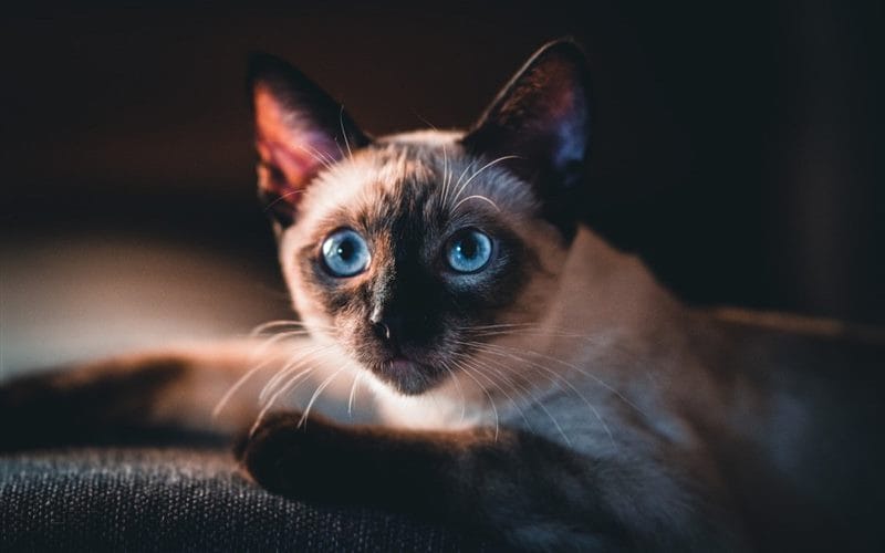Картинки сиамские коты (100 фото) #79