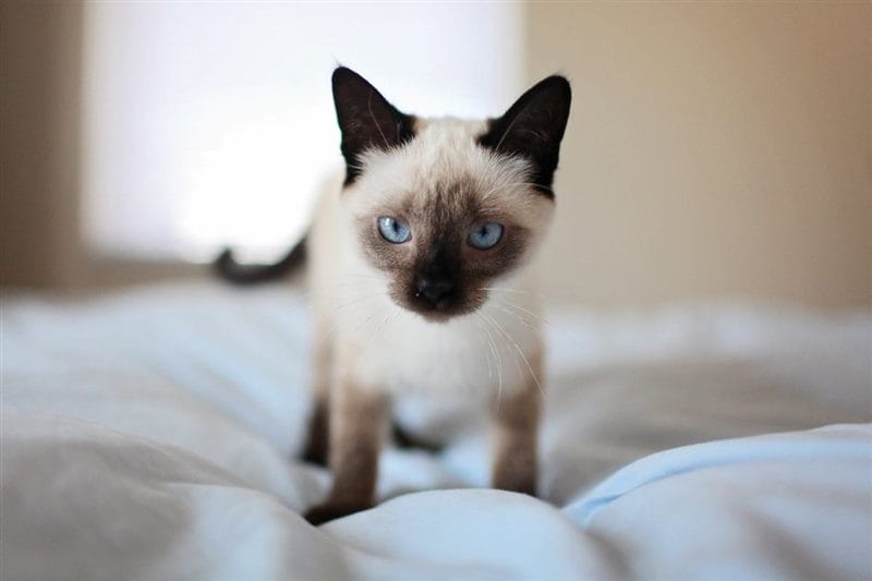 Картинки сиамские коты (100 фото) #91