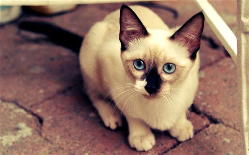 Картинки сиамские коты (100 фото) #48