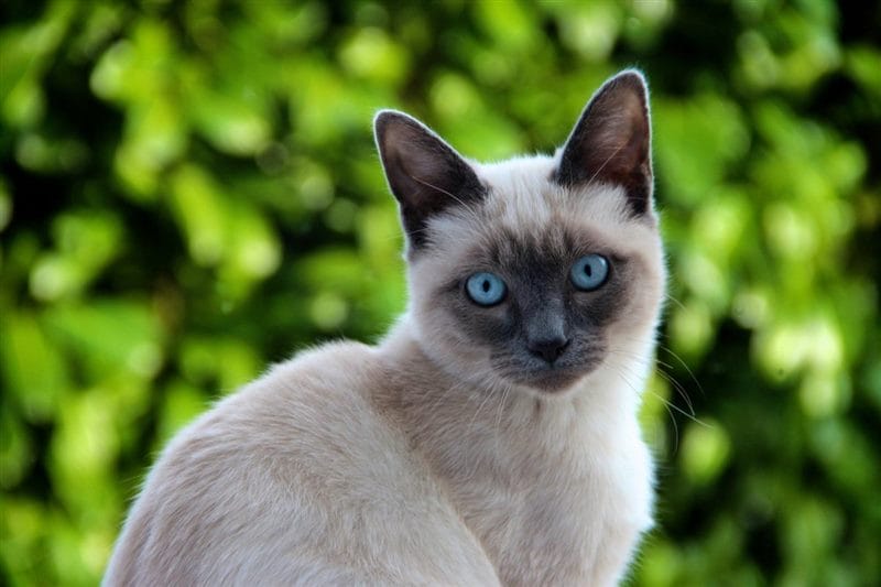 Картинки сиамские коты (100 фото) #29