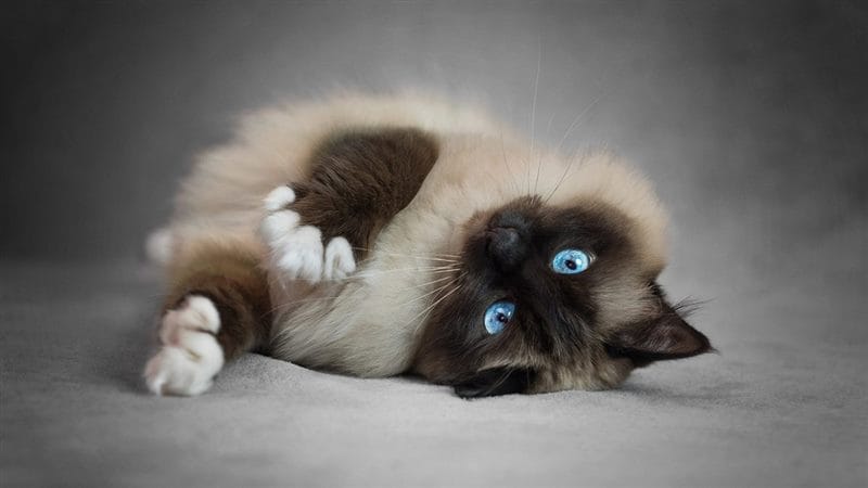 Картинки сиамские коты (100 фото) #76
