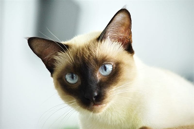 Картинки сиамские коты (100 фото) #54