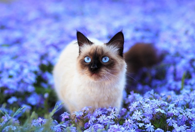 Картинки сиамские коты (100 фото) #4