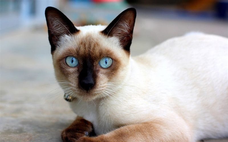 Картинки сиамские коты (100 фото) #44