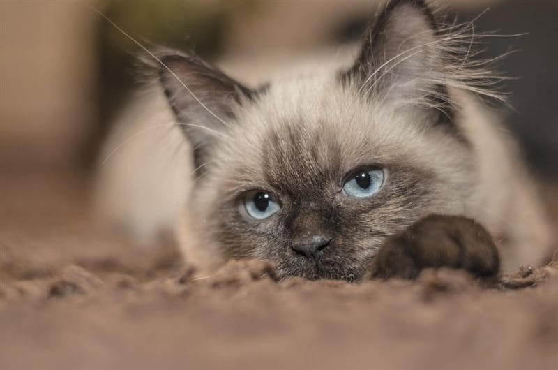 Картинки сиамские коты (100 фото) #74