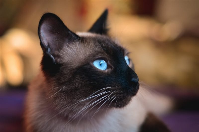 Картинки сиамские коты (100 фото) #75