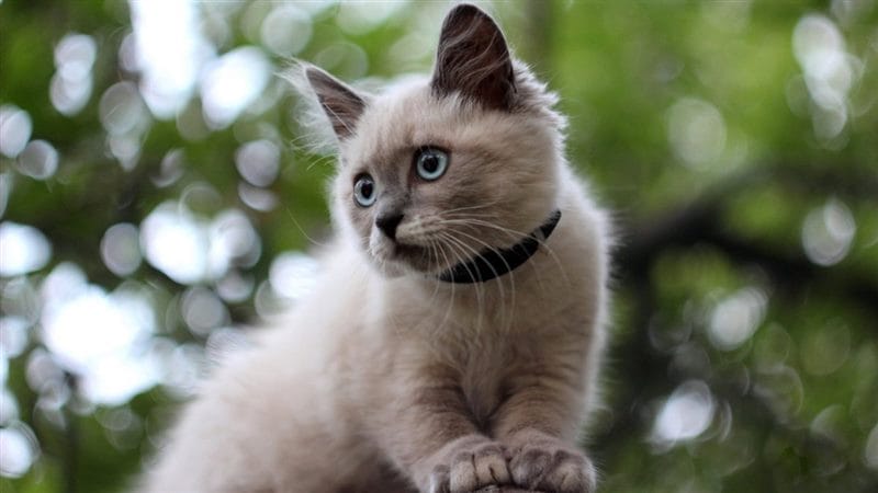 Картинки сиамские коты (100 фото) #67