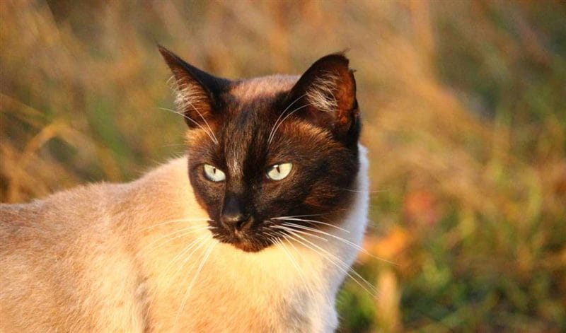 Картинки сиамские коты (100 фото) #37