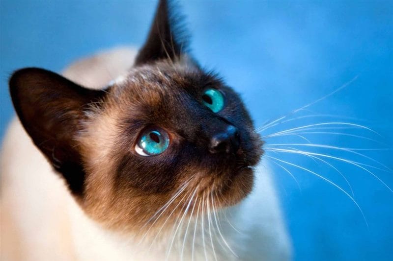 Картинки сиамские коты (100 фото) #72