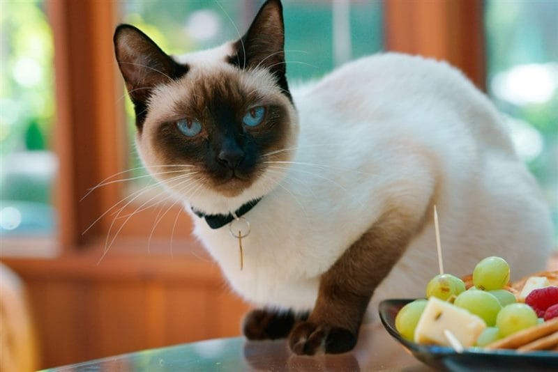 Картинки сиамские коты (100 фото) #56