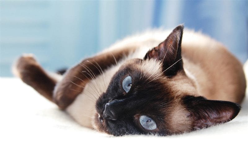 Картинки сиамские коты (100 фото) #45