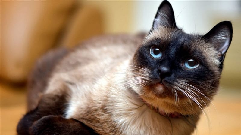 Картинки сиамские коты (100 фото) #52