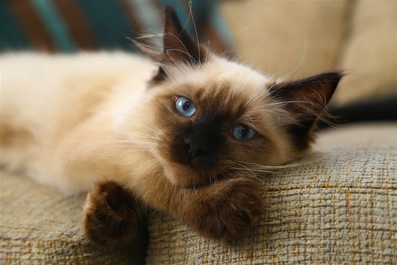 Картинки сиамские коты (100 фото) #30