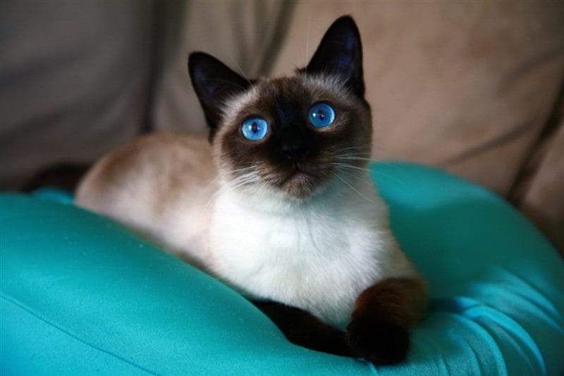 Картинки сиамские коты (100 фото) #70