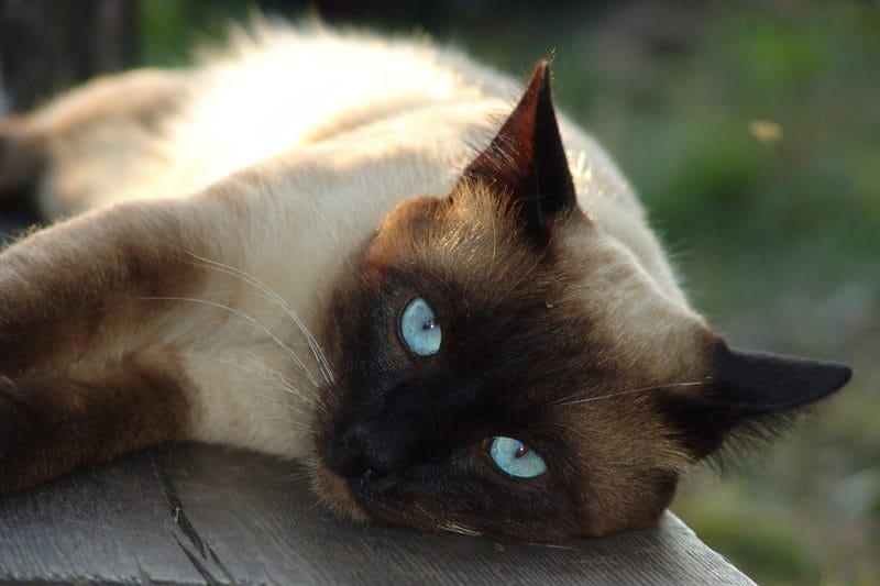 Картинки сиамские коты (100 фото) #31