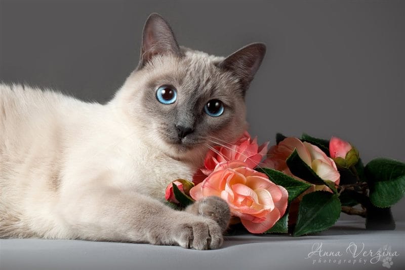 Картинки сиамские коты (100 фото) #36