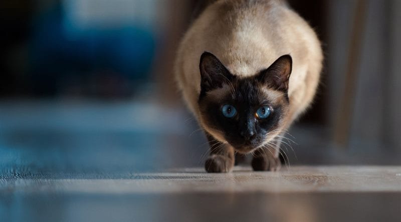 Картинки сиамские коты (100 фото) #92