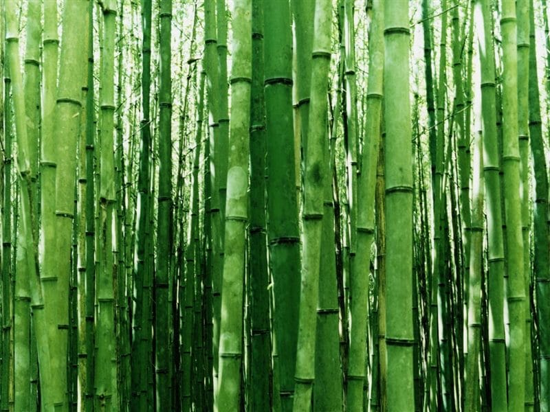 Картинки бамбук (70 фото) #10
