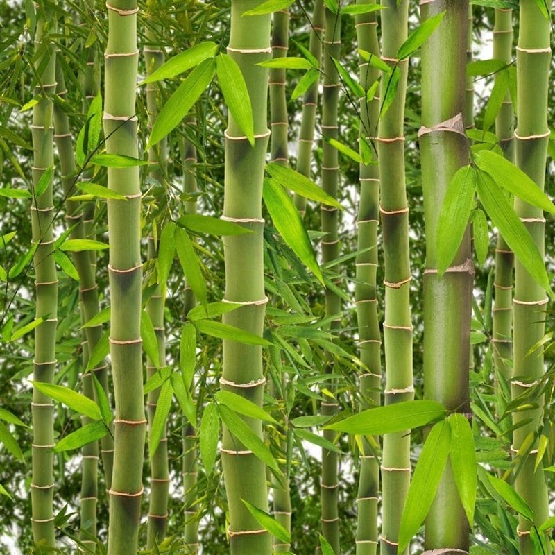 Картинки бамбук (70 фото) #6