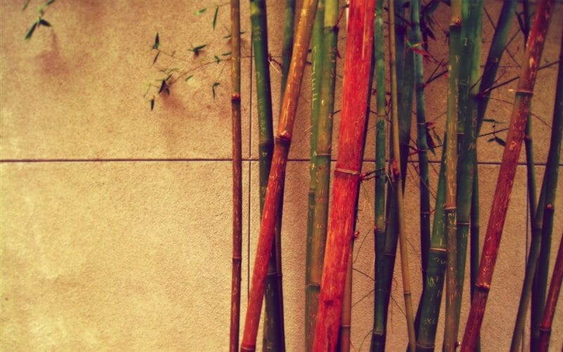 Картинки бамбук (70 фото) #15