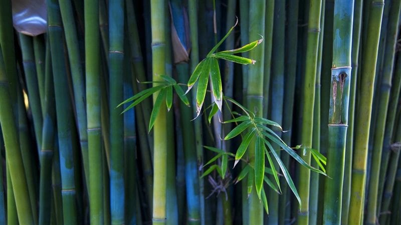Картинки бамбук (70 фото) #35