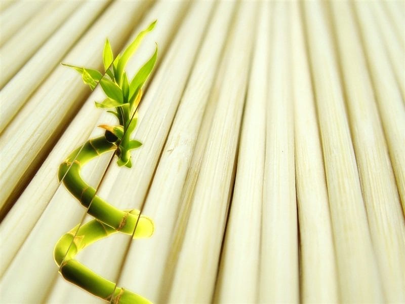 Картинки бамбук (70 фото) #36
